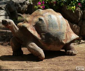 yapboz Afrika Teşvik Kaplumbağa